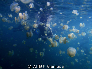 jellyfish by Afflitti Gianluca 